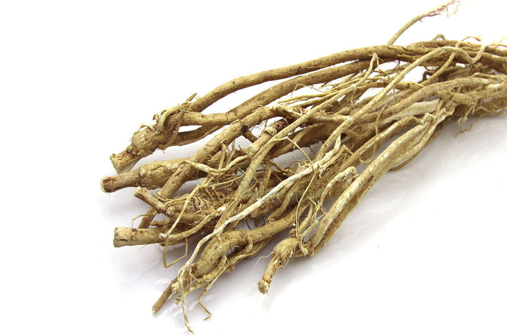 Astragalus