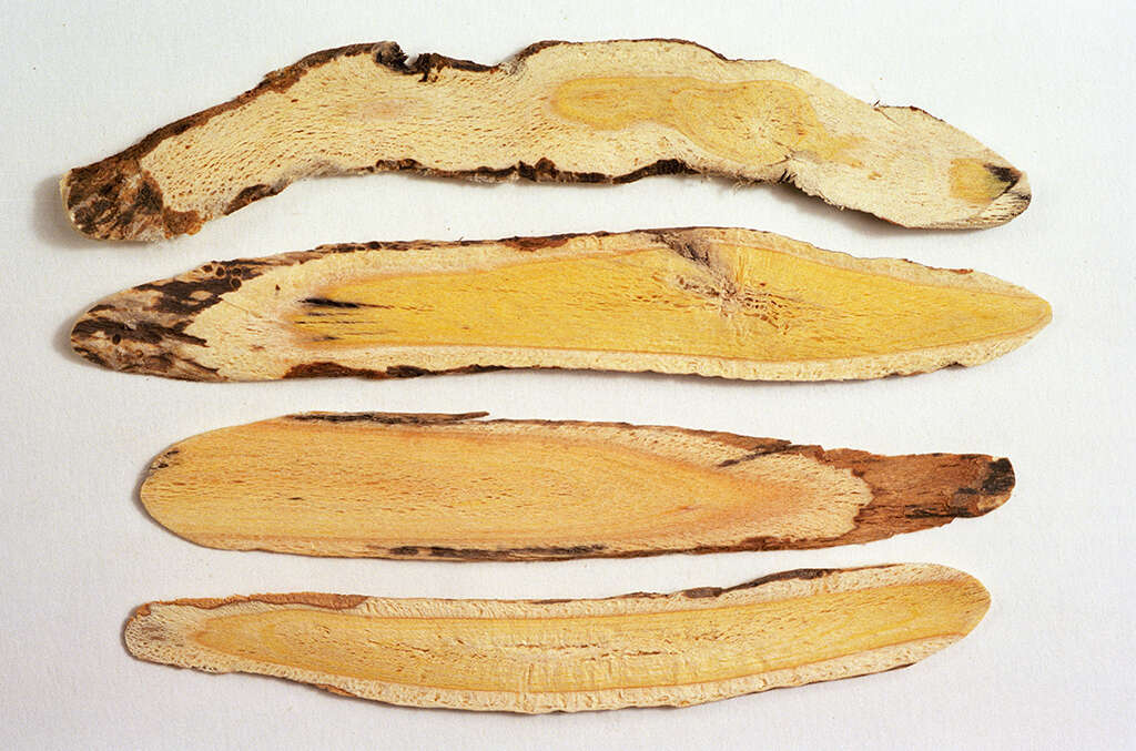 Astragalus