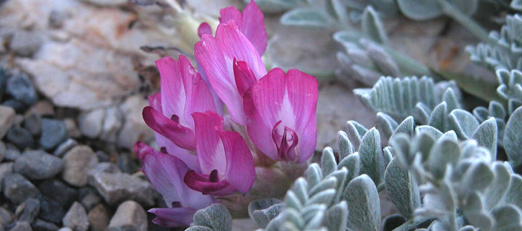 Astragalus