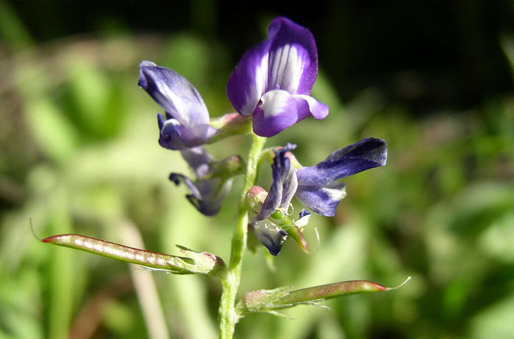 Astragalus