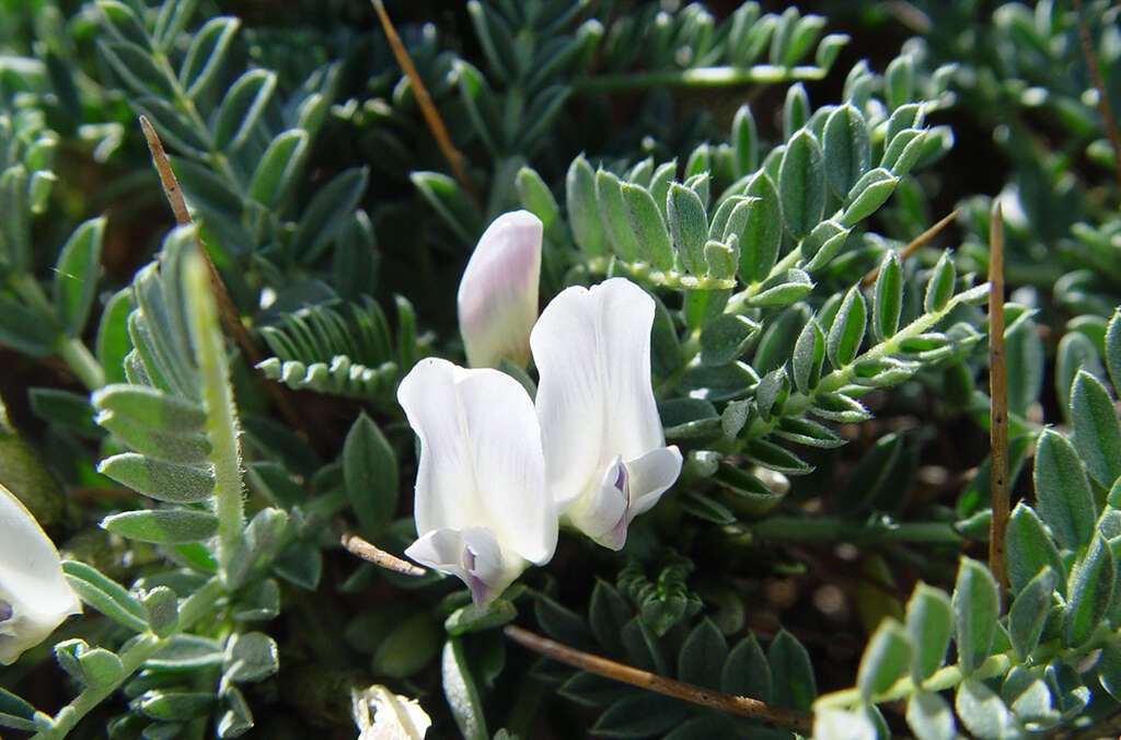 Astragalus