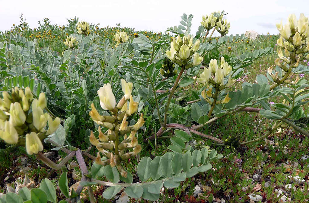 Astragalus