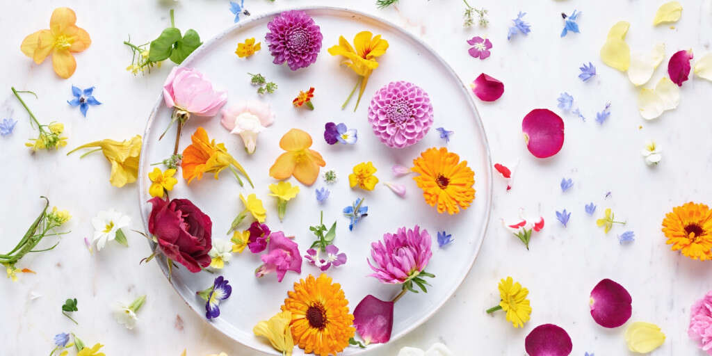 Edible Flowers