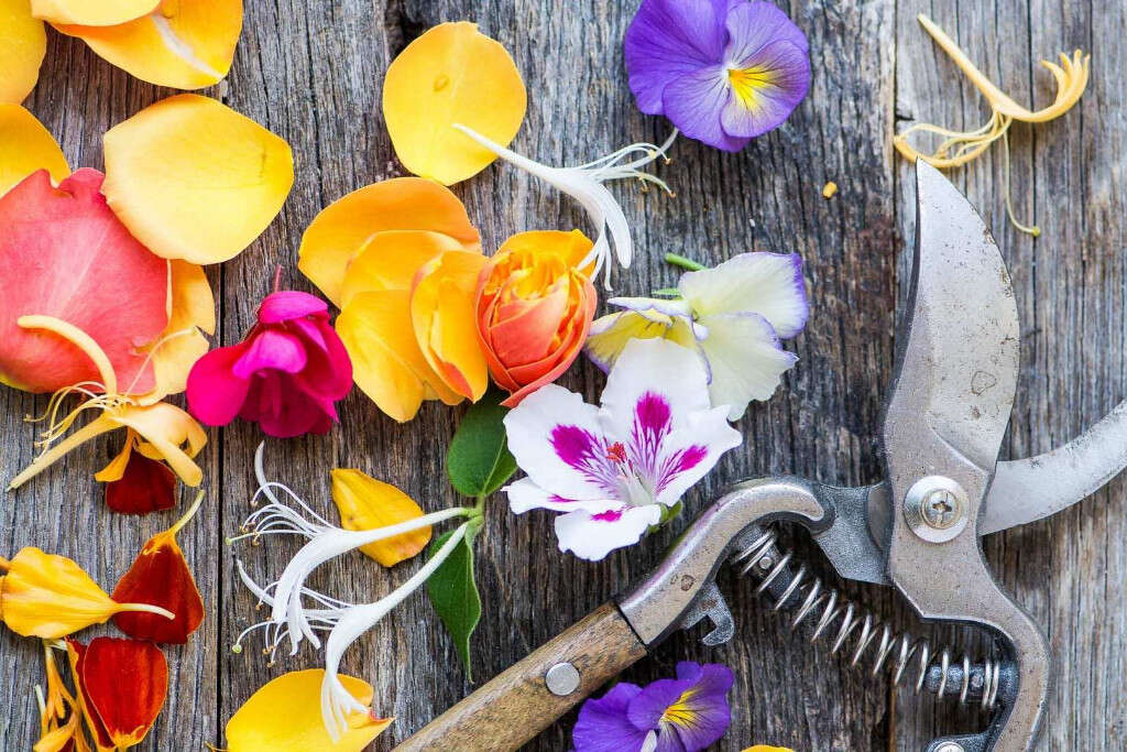 Edible Flowers