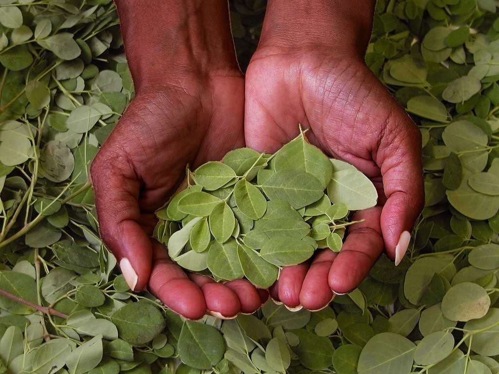 Moringa