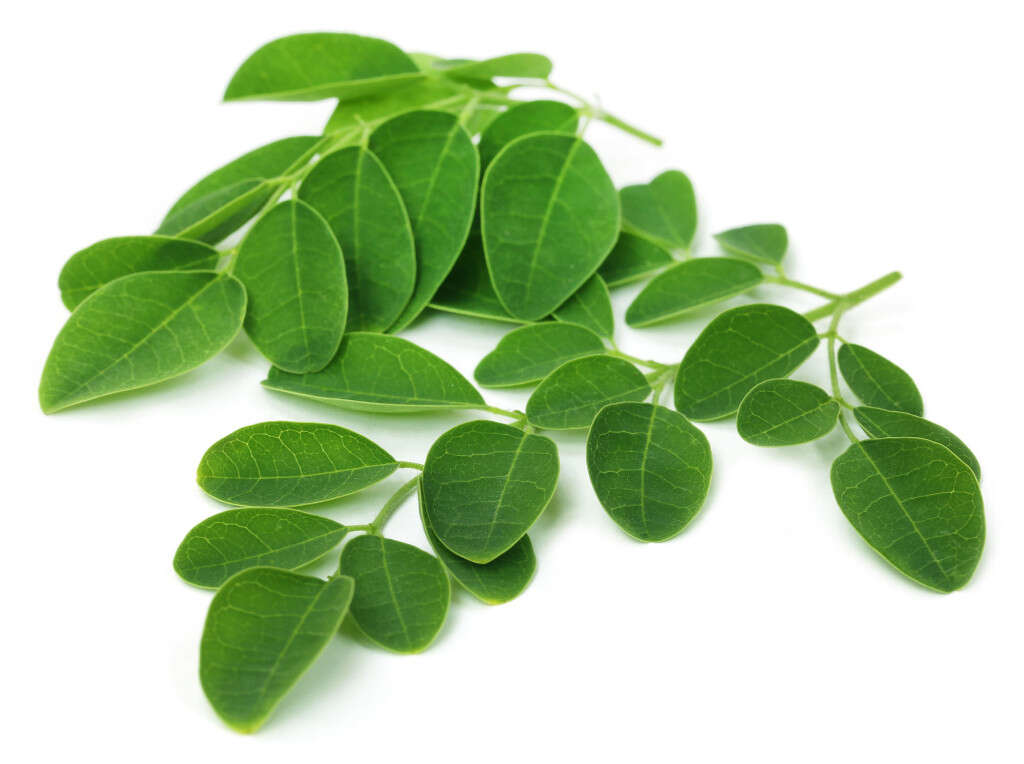 Moringa