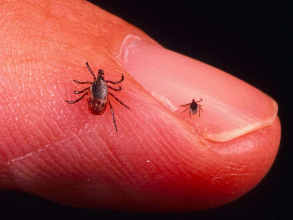 Lyme Disease