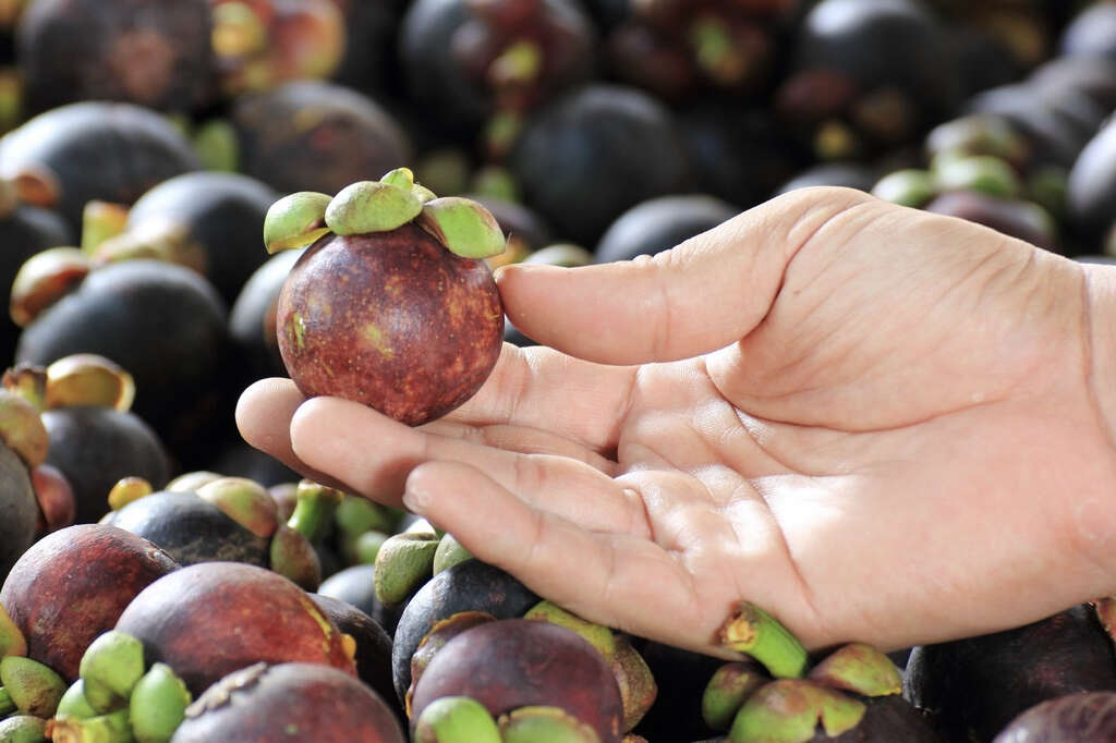 Mangosteen