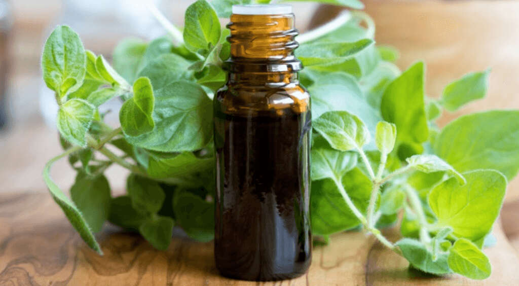 Oregano Oil