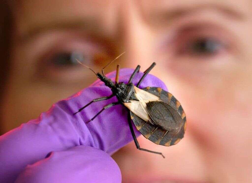 Kissing Bug