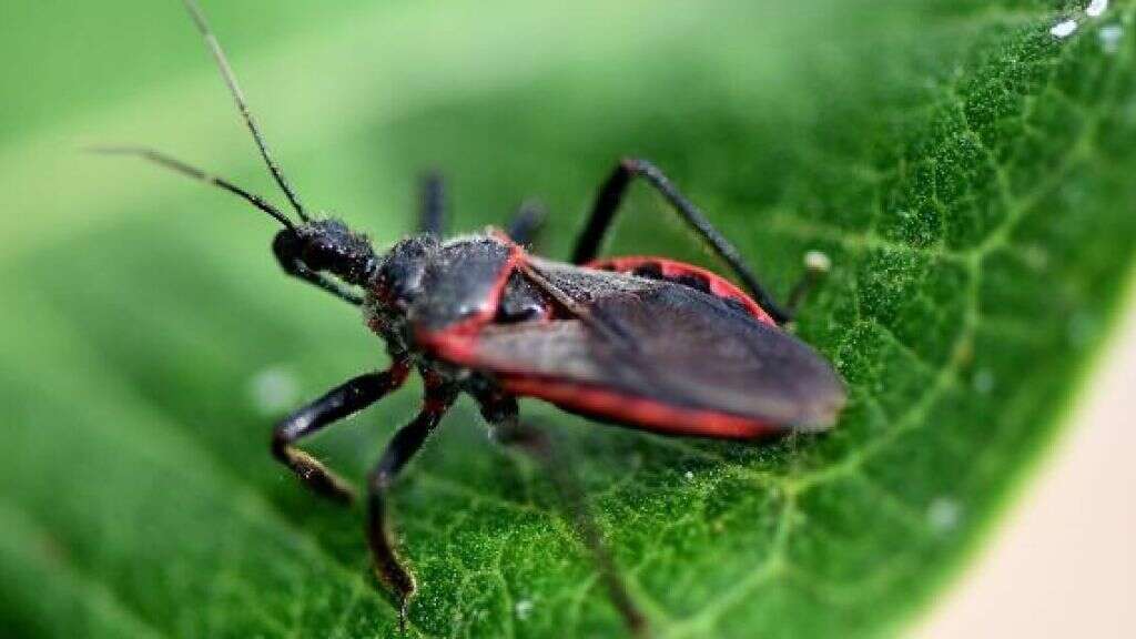 Kissing Bug