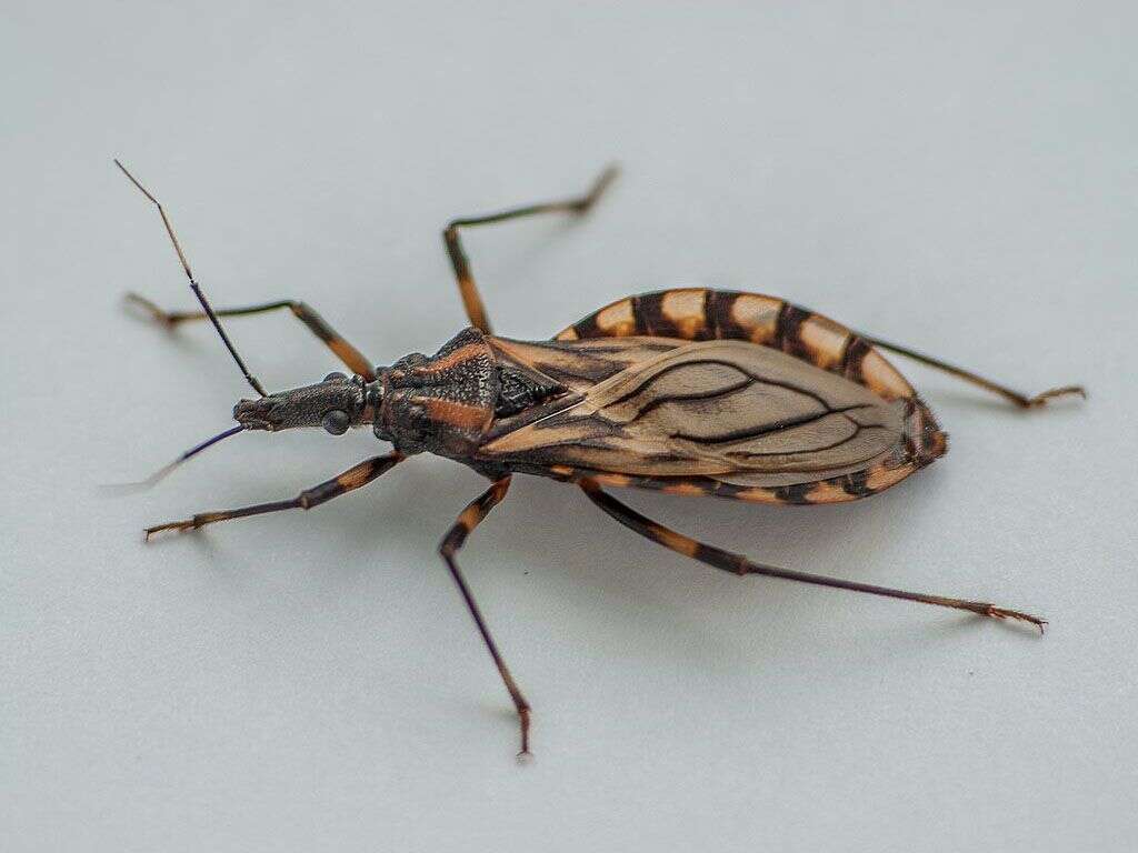 Kissing Bug