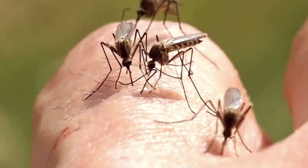 West Nile Virus