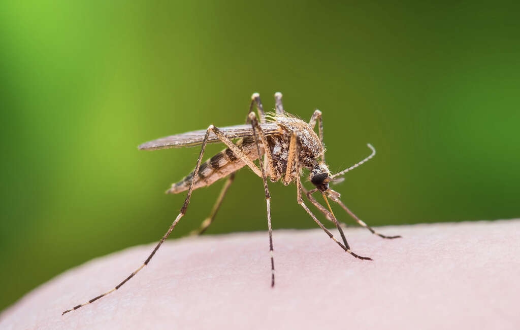 West Nile Virus