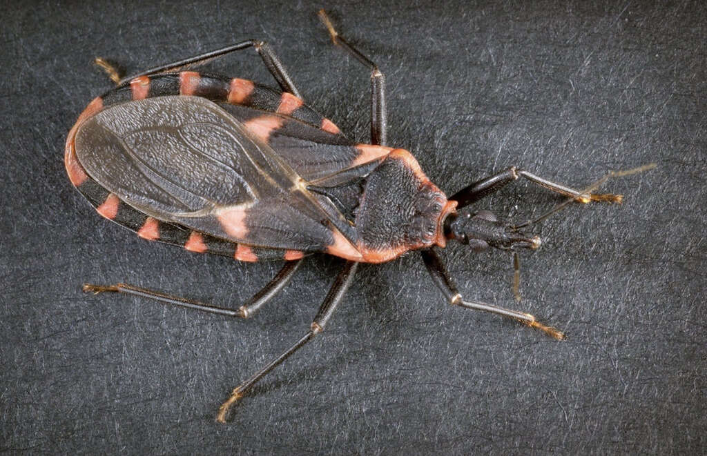 Chagas Disease