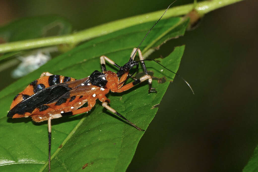 Chagas Disease