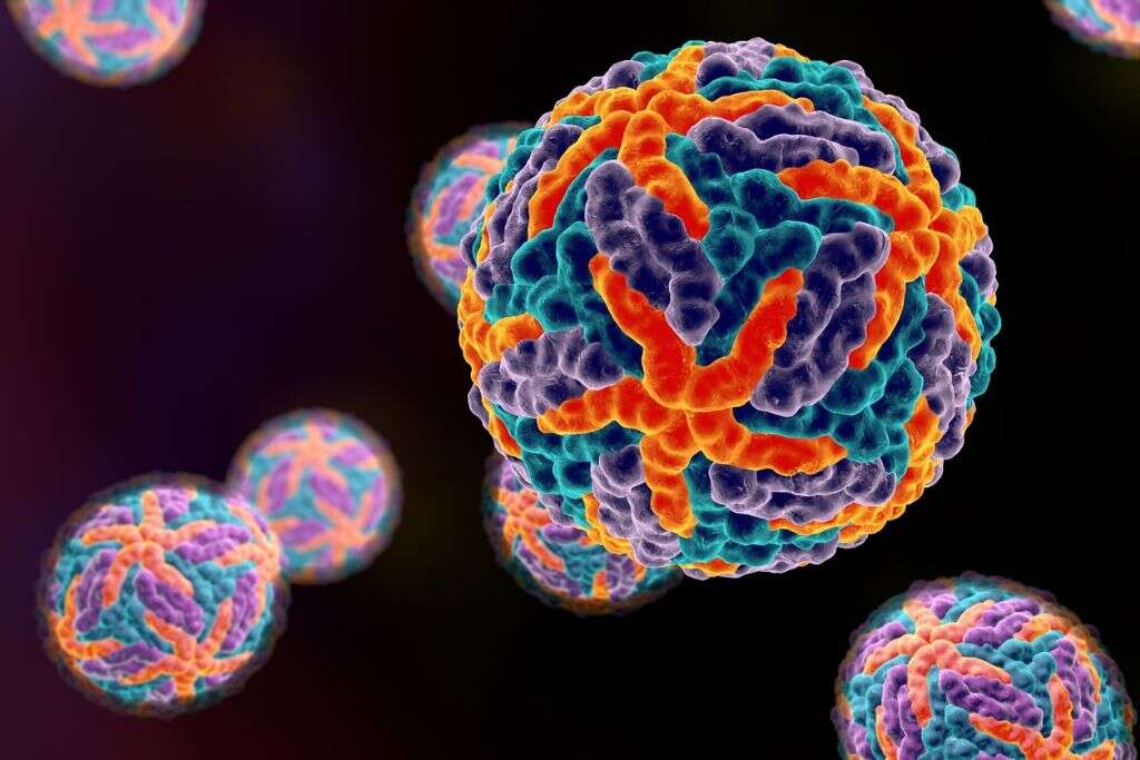 Dengue Virus